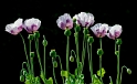 24 Blume-D34_8154
